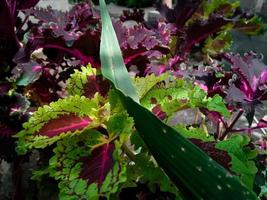 schöne Coleus-Blume foto