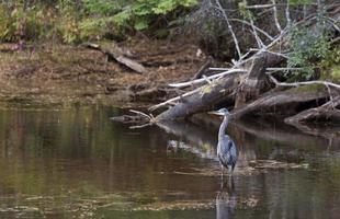 Algonquin Park Muskoka Ontario foto