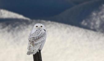 Schneeeule auf Zaunpfosten foto