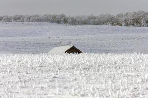 Winterfrost Saskatchewan foto