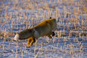 Fuchs auf der Flucht foto