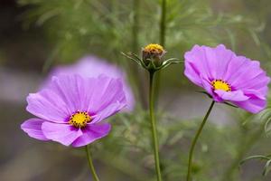 Nahaufnahme rosa Blume foto