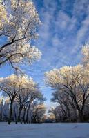 Winterfrost Saskatchewan foto