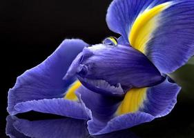 Iris Makro Tautropfen foto