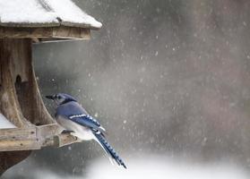 Blue Jay am Futterhäuschen Winter foto