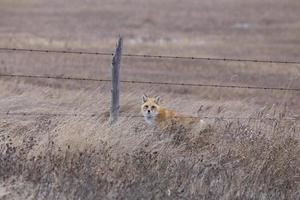 Fuchs im Winter foto