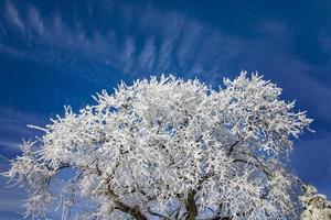 Winterfrost Saskatchewan foto