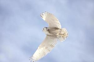 Schneeeule im Flug foto