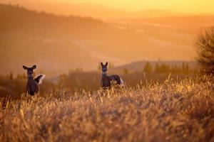 Zypressenhügel Sonnenuntergangshirsch foto