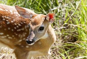 Baby-Hirsch-Hirschkuh foto