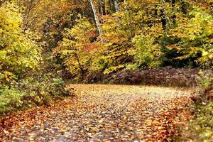 Herbstfarben und Straße foto