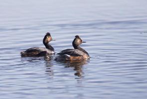 Ohrentaucher mit Babys foto