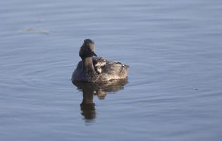 Ohrentaucher mit Babys foto