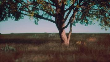 großer baum in den offenen savannenebenen des etosha nationalparks in namibia foto