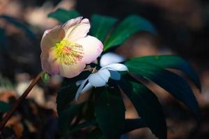 Helleborus-Blüten, eine weiß und eine rosa foto