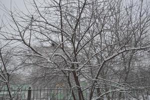 schneebedeckte Stadt, Bäume, Tiere, wenn es schneite foto