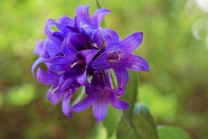 Nahaufnahme von wunderschönen blau-violett blühenden Blütenknospen im Garten am Morgen foto