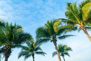 Kokospalme mit wunderschönem blauen Himmel foto