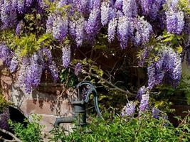 Schöne violette Glicinia, die im Frühling blüht, Straßburg foto