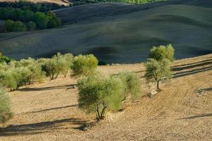olivenbäume in der toskana, italien, erntezeit, herbstlich foto