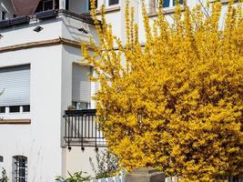 Blühende Gärten in Straßburg. schöne Stadt, viele Blumen. Frühlingsstimmung. foto