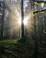 Sonnenaufgang im nebligen Herbstwald foto