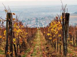 Orangerot rostfarbene Weinberge im Elsass. Herbstlandschaft nach der Ernte. foto