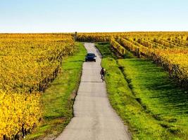 sehr schöne gelbe elsässische weinberge im herbst nach der weintraubenernte. foto