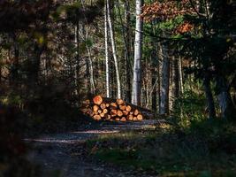 leuchtende Herbstfarben in den Vogesen. Elsass. foto