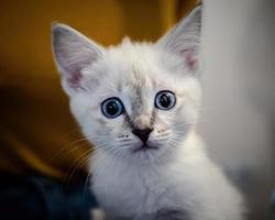 Weißes Kätzchen mit blauen Augen auf einem Sofa foto
