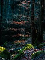 leuchtende Herbstfarben in den Vogesen. Elsass. foto