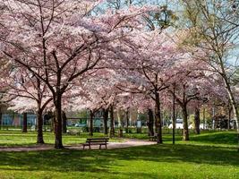 In Straßburg blühen atemberaubend schöne rosa Sakura-Bäume. foto