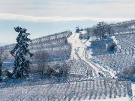 Elsässer Weinberge unter starkem Schneefall an einem sonnigen Wintertag. Details und Draufsicht. foto