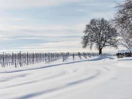 Elsässer Weinberge unter starkem Schneefall an einem sonnigen Wintertag. Details und Draufsicht. foto
