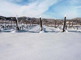 Elsässer Weinberge unter starkem Schneefall an einem sonnigen Wintertag. Details und Draufsicht. foto