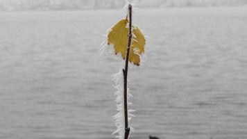 gefrorenes Blatt auf einem Ast foto