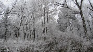 Winterwald mit Schnee bedeckt. Landschaft mit Wald im Winter. foto