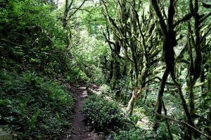 Bergwald und kleiner Weg. foto