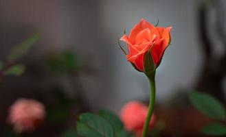 Nahaufnahme kleine Rose namens Damaszener Rose, Farbe alte Rose, zeigt Blütenblätter und Blumenschichten, natürliches Licht, im Freien foto