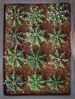 Foto von oben. Topfkaktus, mehrere Gymnocalicium-Sorten. Kombinierter Pflanzentopf. Streuen Sie den Topf mit kleinen Kieselsteinen.