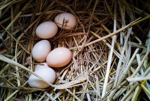 frische Hühnereier von Hühnern in einem mit Stroh bedeckten Nest. Hühnereier in der Natur von Hühnern im Nest. foto