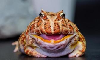 der argentinische Hornfrosch gelb mit braunen Streifen. Der Frosch saß still auf einer schwarzen Oberfläche oder einem schwarzen Hintergrund. foto