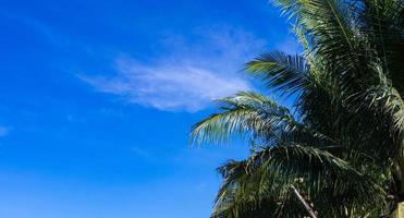 Blätter von Kokospalmen, im Freien, heller Himmel, kleine weiße Wolken als Hintergrund. foto