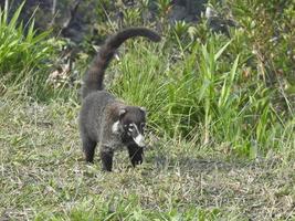 Nasenbär mit weißer Nase foto