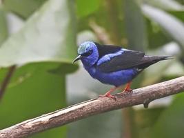 rotbeiniger Honigläufer foto