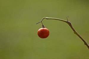 Tomate an der Rebe foto