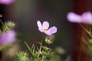 Nahaufnahme Blumen foto