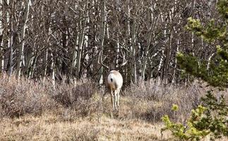 Zypressenhügel Alberta Saskatchewan foto