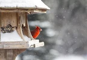 Kardinal am Vogelhäuschen foto