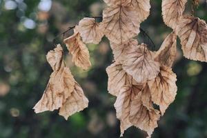 Braun verwelkte Herbstblätter mit Adern auf dem Ast im Freien foto